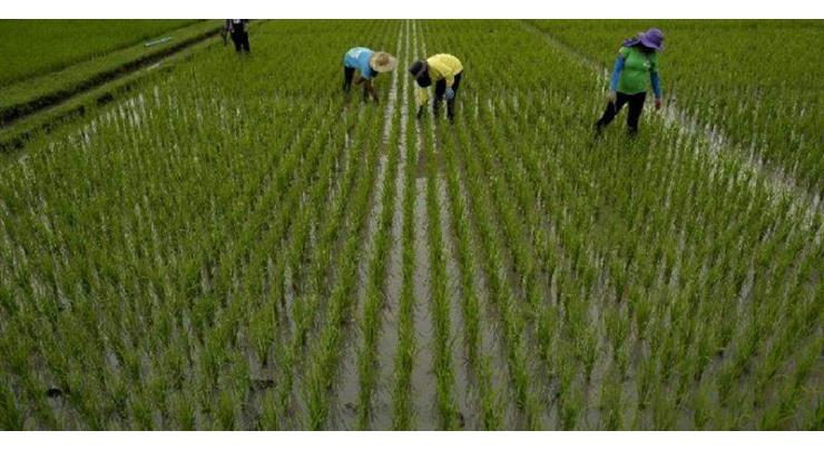 Growers should harvest paddy crops after grains maturity
