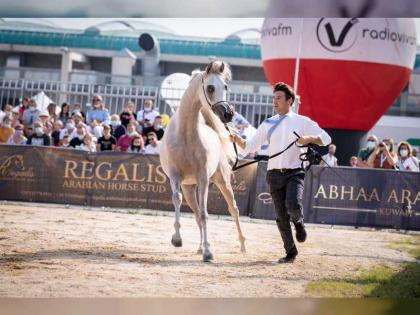 إنتاج مربط دبي للخيول العربية ينتزع الذهب في بطولة بيرغامو الدولية