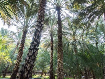 تسجيل عقود إيجار الأراضي الزراعية في إمارة أبوظبي