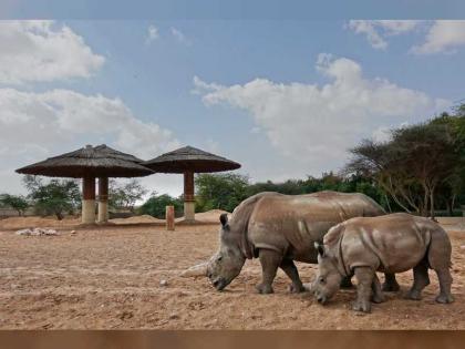 حديقة الحيوانات بالعين تحافظ على وحيد القرن من خطر الانقراض