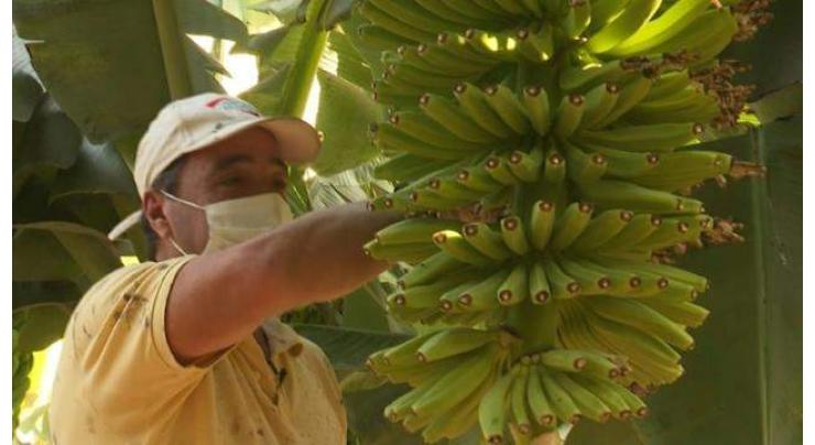 Volcanic grit, water shortage threaten La Palma's bananas
