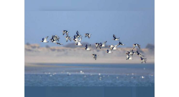 World Migratory Bird Day celebrates birds and nature