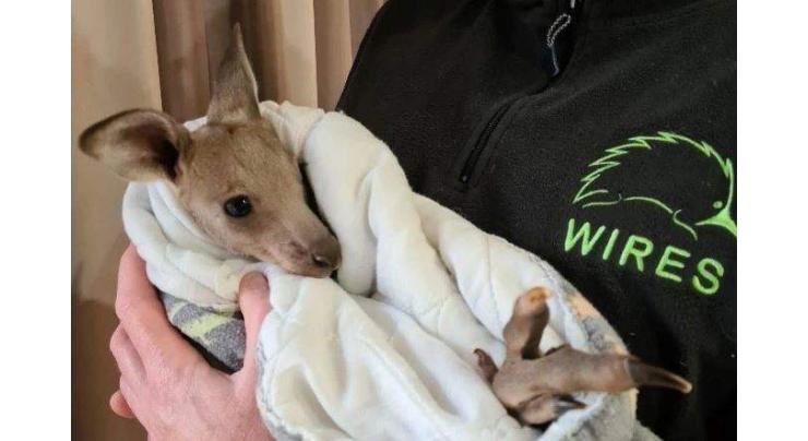 Teens charged over Australia kangaroo deaths
