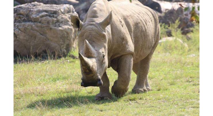 World's oldest white rhino dies in Italian zoo aged 54
