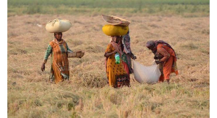 Int'l Rural Women Day to be marked on Oct 15
