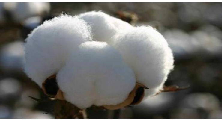 Cotton worth Rs one mln reduced to ashes, another cotton heap of Rs five mln saved by Rescue fighter
