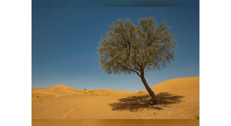Ghaf trees enhance sustainability, spread spirit of tolerance at Expo 2020 Dubai