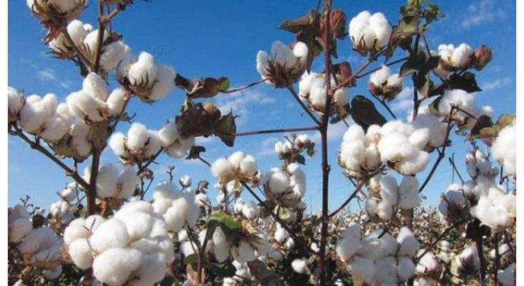 Sanghar tops in cotton production
