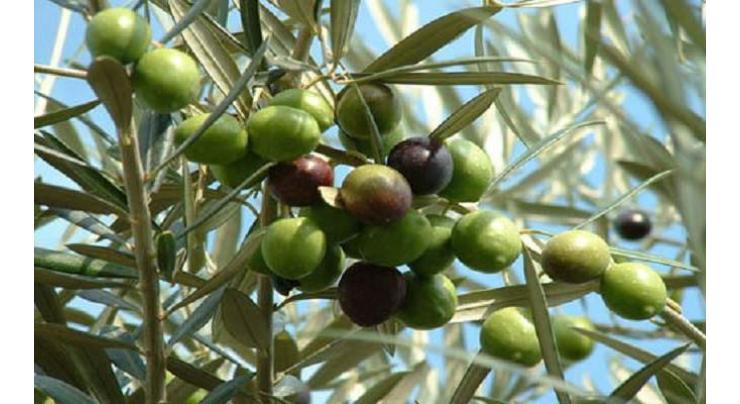 Pakistan potential to become big olive oil exporting country: IOC
