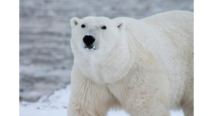 Russian Conservationists Report 1st Return of Polar Bear to Pacific Arctic Ice in 20 Years