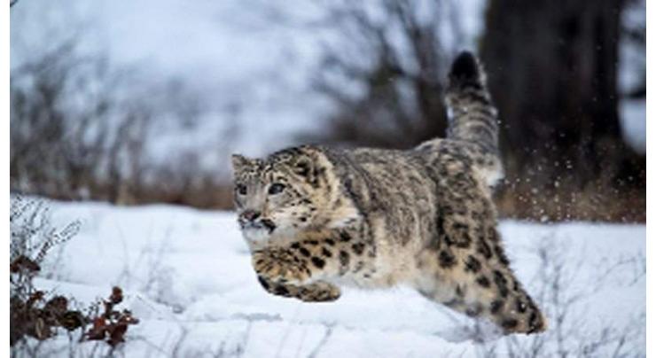 World Snow Leopard Day to create awareness on endangered species conservation

