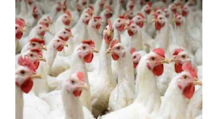 Price of chicken, pulses, other food items go down
