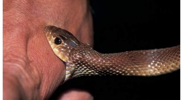 Youth dies of snake bite after killing reptile
