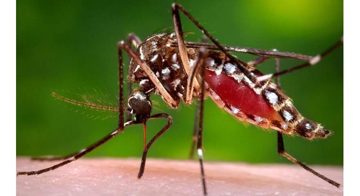 546 new dengue cases reported in Punjab : P&SHD
