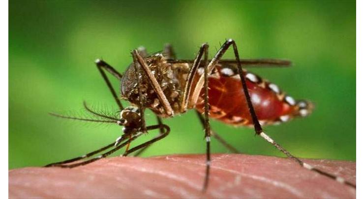 114 more dengue cases reported in Rawalpindi
