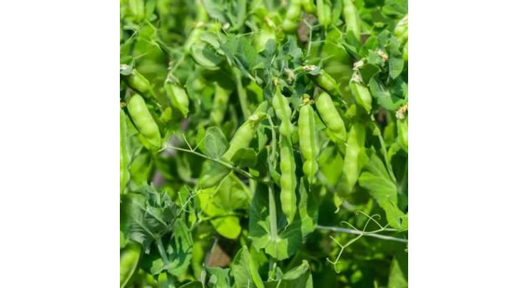 Farmers asked to complete peas cultivation in October
