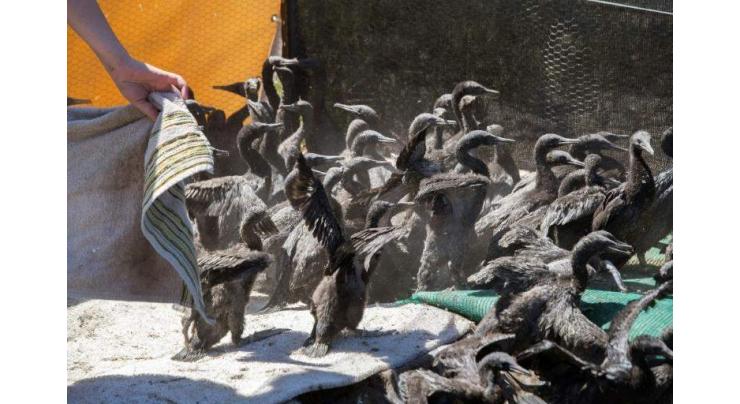 Bird flu strikes endangered S.African cormorants
