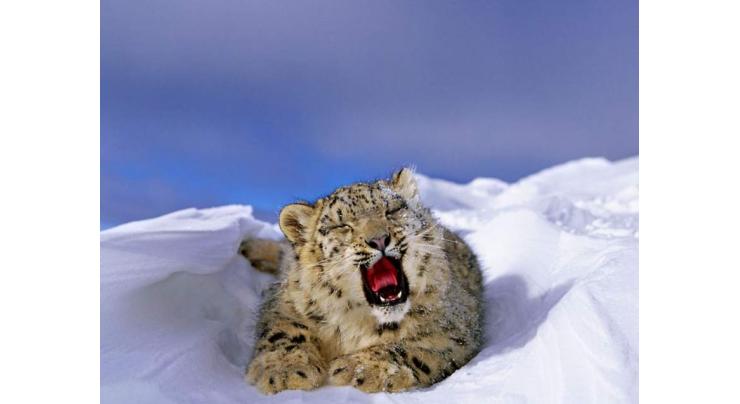 Snow Leopard Foundation marks Intr'l Snow leopard Day 2021
