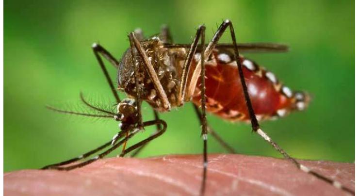 13 cases registered during dengue surveillance campaign
