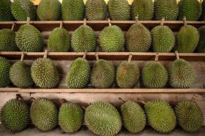 Durian fruit sparks Canberra 'gas leak' emergency
