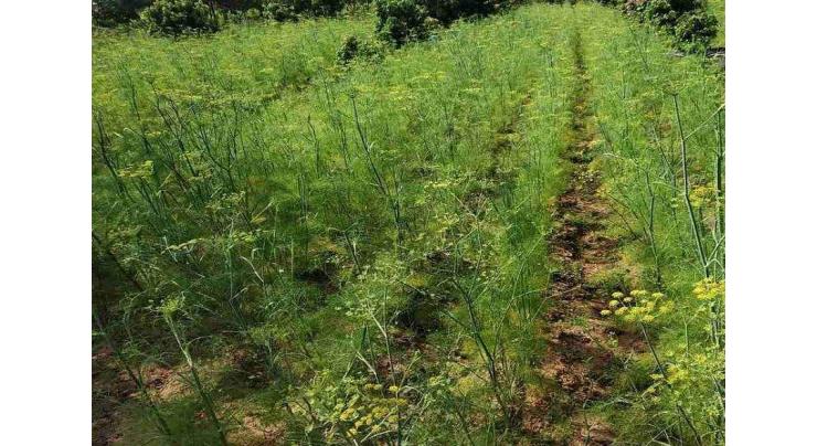 Fennel cultivation should be completed during November
