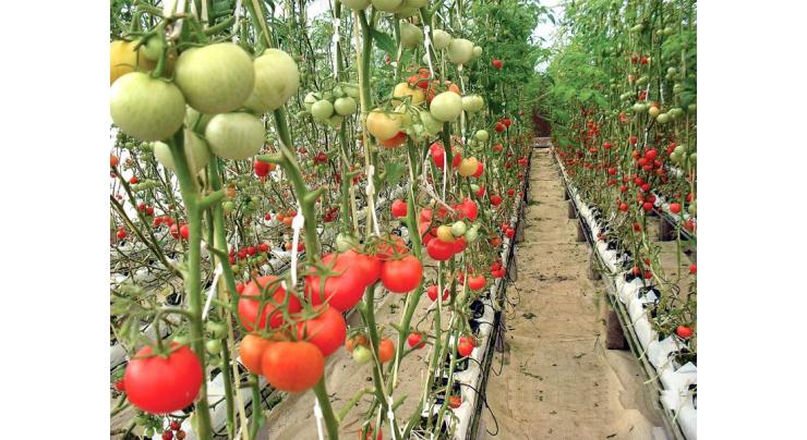 BFA uproots vegetables cultivated through wastewater at 1,100 acres
