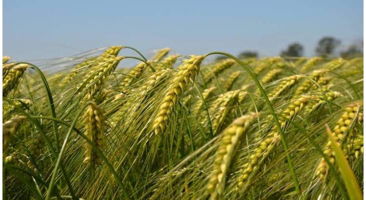 FFC organized seminar on  'Lucrative cultivation of wheat'.

