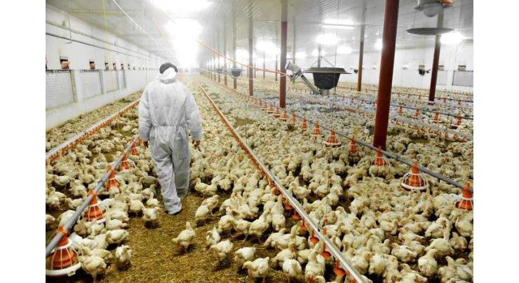 More Than 140,000 Birds to Be Culled Amid Avian Influenza Outbreak in Japan