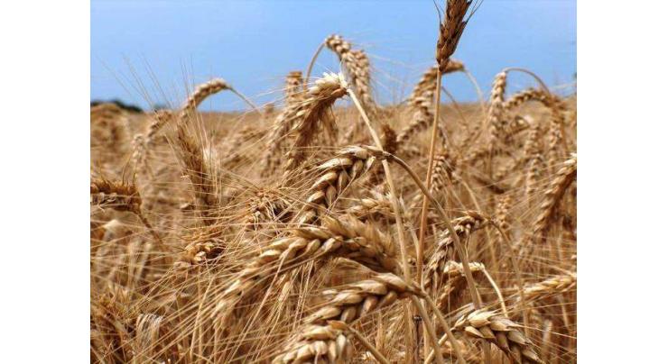 Sind, Baluchistan advised to release wheat for improving supply chain

