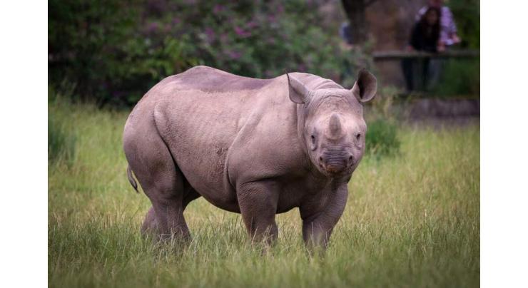 First rhino horn NFT sold at auction in South Africa
