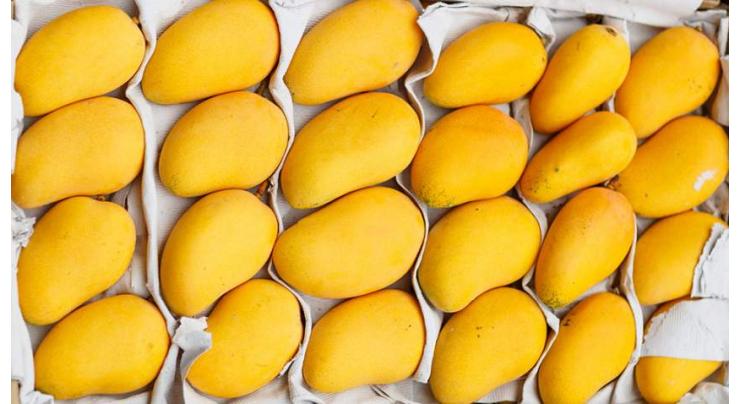 Pakistani mango exports to China increased by more than 10 times
