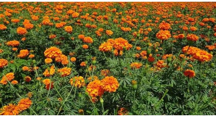 Administrator South reviews plantation of 7000 marigold seasonal flowers
