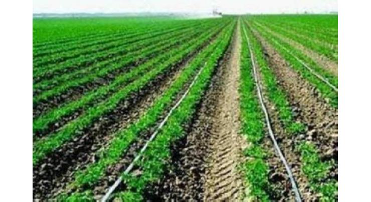 PFA eliminates vegetables grown irrigated with sewage water
