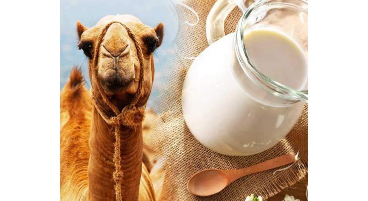 Camel milk blessing for diabetic patients: Dr Ali Raza
