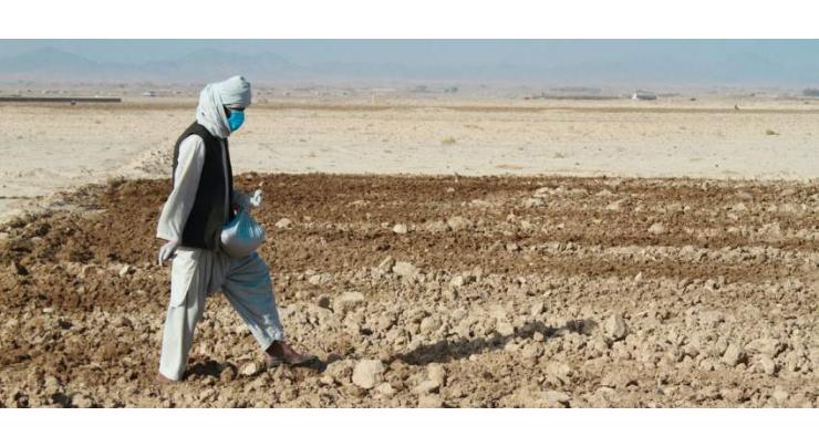 UN agency calls for urgent agricultural assistance to Afghan farmers, herders  amid drought
