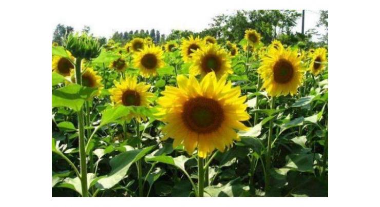 Farmers advised to prepare land for Baharia sunflower cultivation
