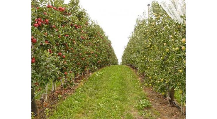 Organic high density fruit orchard inaugurated in Bahawalpur
