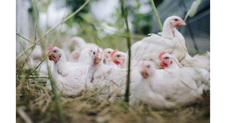 Indian wedding music blamed for death of 63 chickens
