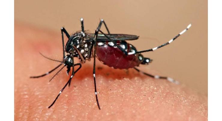 Four more test positive for dengue virus
