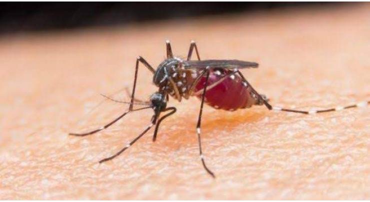 204 new dengue cases reported in Punjab
