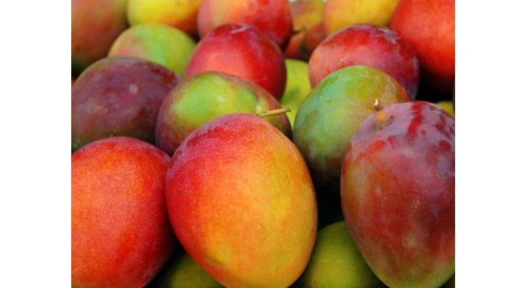 Fresh fruits from SW China exported to Singapore via cargo flight
