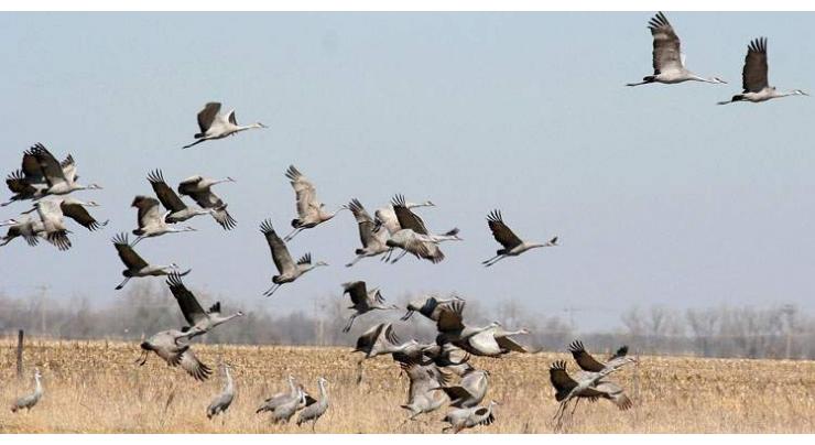 Influx of migratory birds reaches its peak; civil society demands protection
