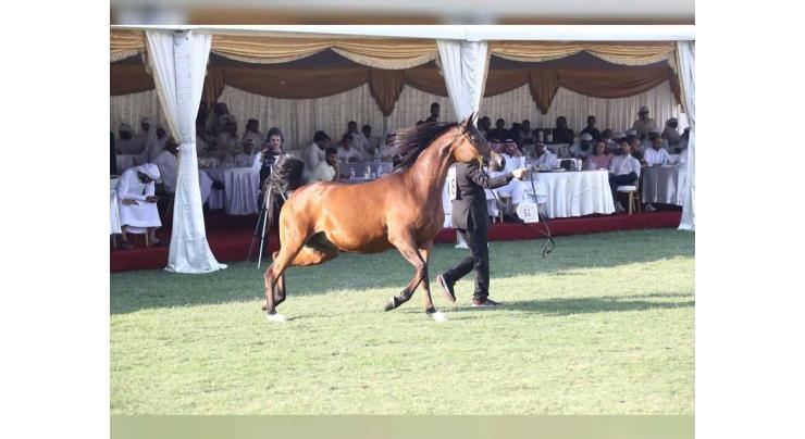 Ajman Arabian Horse Auction posts record-breaking sales