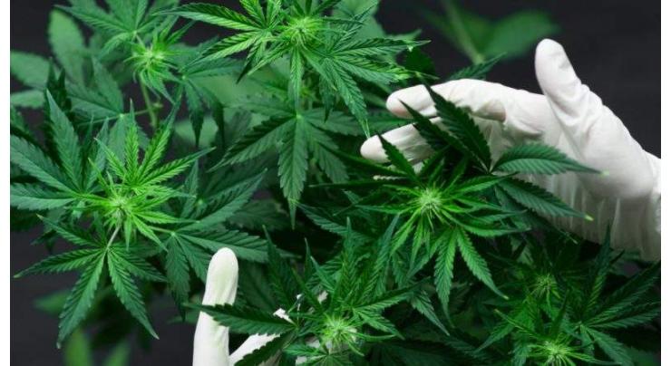 German Citizens' Opinion on Cannabis Legalization Splits Even - Survey