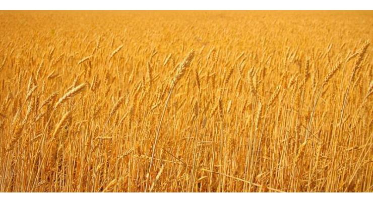 Farmers asked to complete late wheat cultivation by Dec 15

