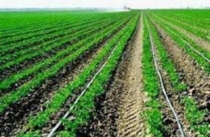 PFA discards spinach irrigated with waste-water
