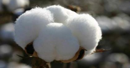 Spot rates of cotton (Crop 2021-22)
