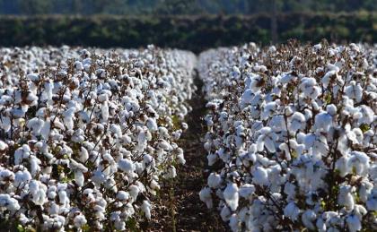 Cotton futures close lower
