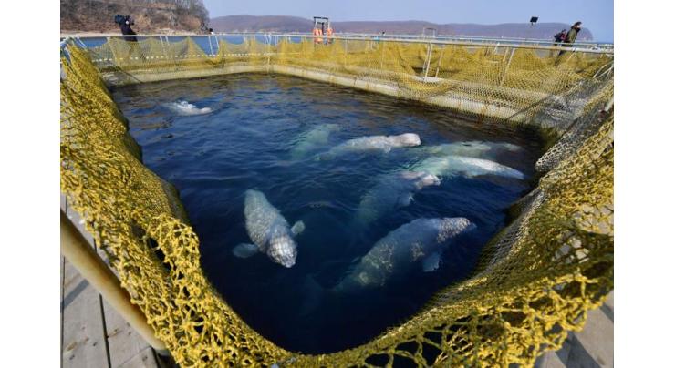 Russian 'Whale Jail' Cleared of Aviaries, Completely Shut Down