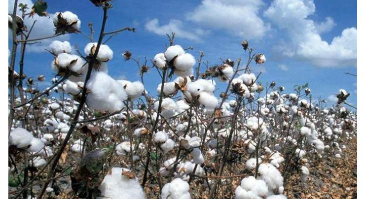IPM model ensured Rs 40 bn saving, can fetch 15 mln cotton bales production: Secretary agriculture
